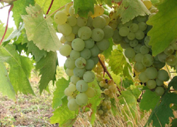 Аграрии Чеченской Республики прирастили сбор винограда