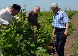 Чеченские аграрии планируют собрать 1,5 тонн винограда с гектара