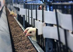 На птицефабрику «Притеречная» завезли крупную партию цыплят