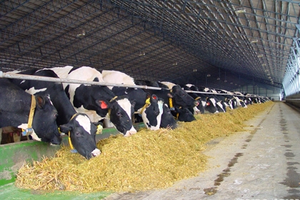 Основоположник Black Earth Farming выстроит молочные фермы в Чечне
