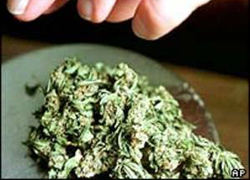 Полицейские изъяли около 200 гр. наркотиков и выявили факт выкармливания конопли