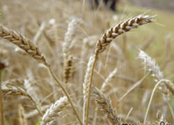 В Чеченской Республике получен самый высочайший сбор зерновых за последние 9 лет
