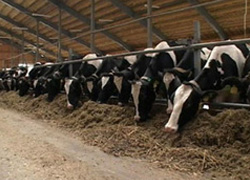 В Чеченской Республике заработают семейные молочные фермы