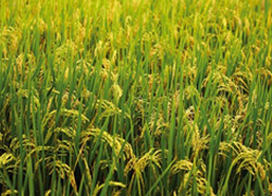 В ЧР прирастят площадь рисовых полей