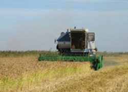 В госхозе «Возрождение» в разгаре уборка риса